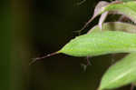 Lemon beebalm